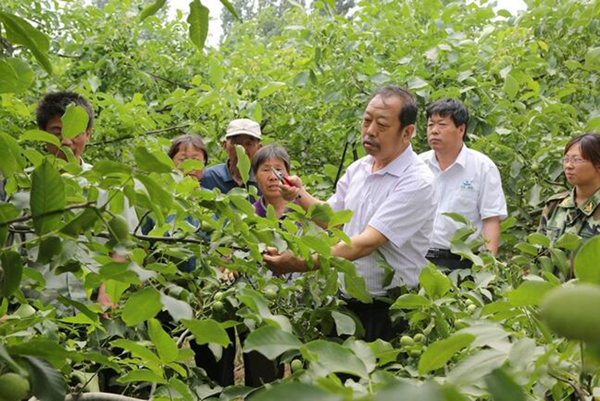 圖為李保國在田間為農(nóng)戶講解核桃栽培實用技術(shù)。